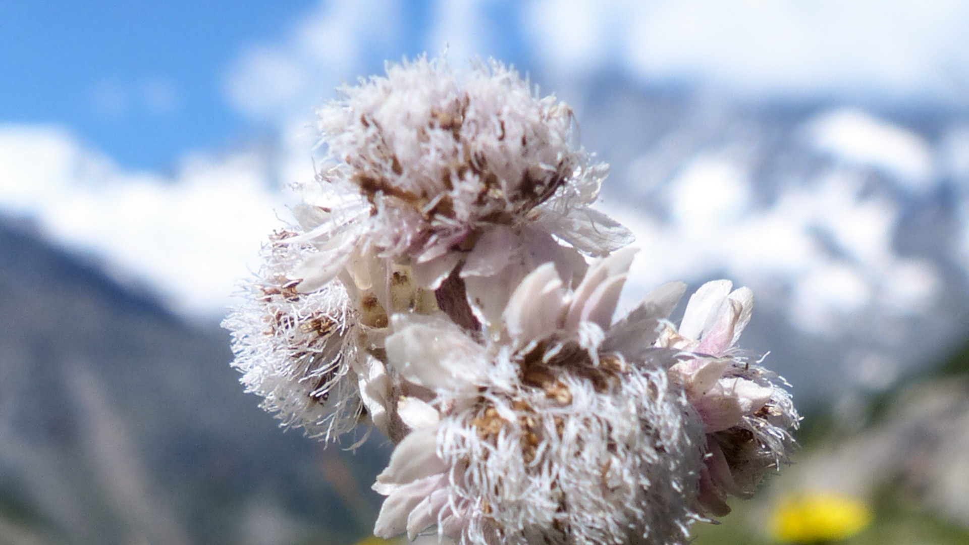 Karpaten Katzenköpfchen