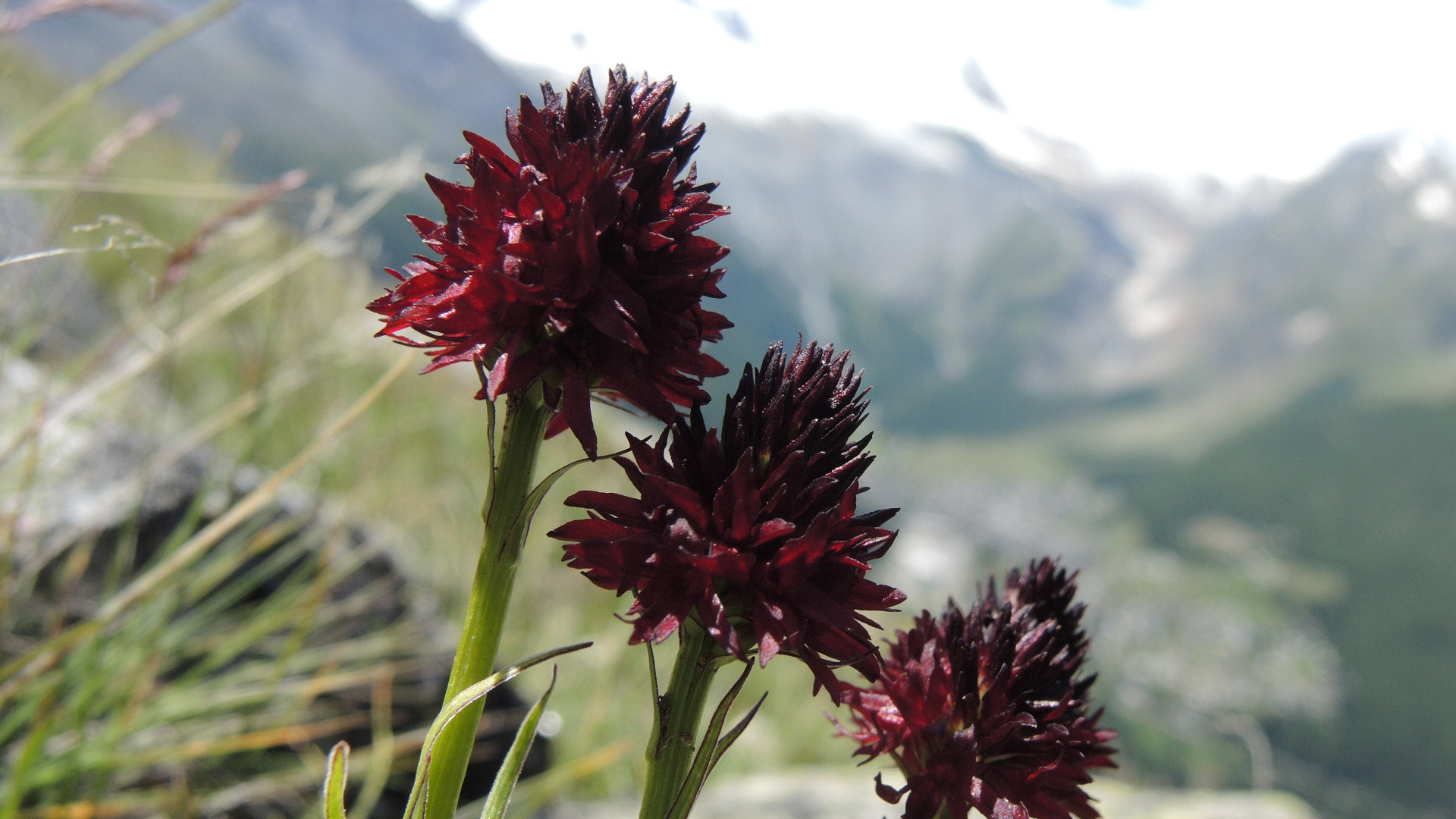 Schwarzes Männertreu