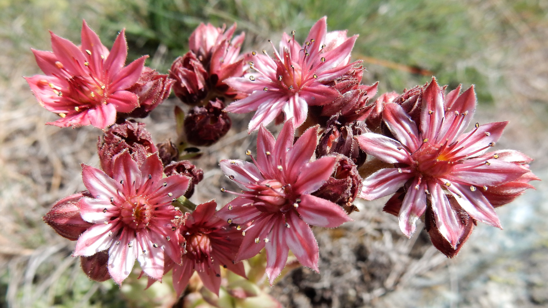 Spinnwebige Hauswurz