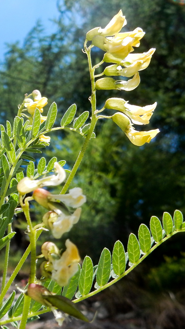 Alpenlinse Smartphone