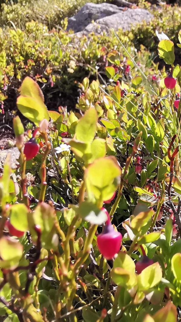 Heidelbeere Smartphone