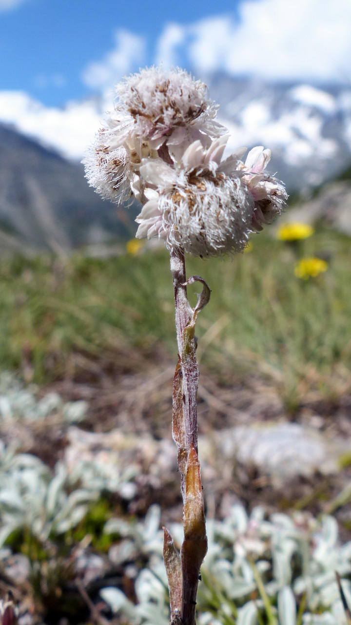 Karpaten Katzenköpfchen Smartphone