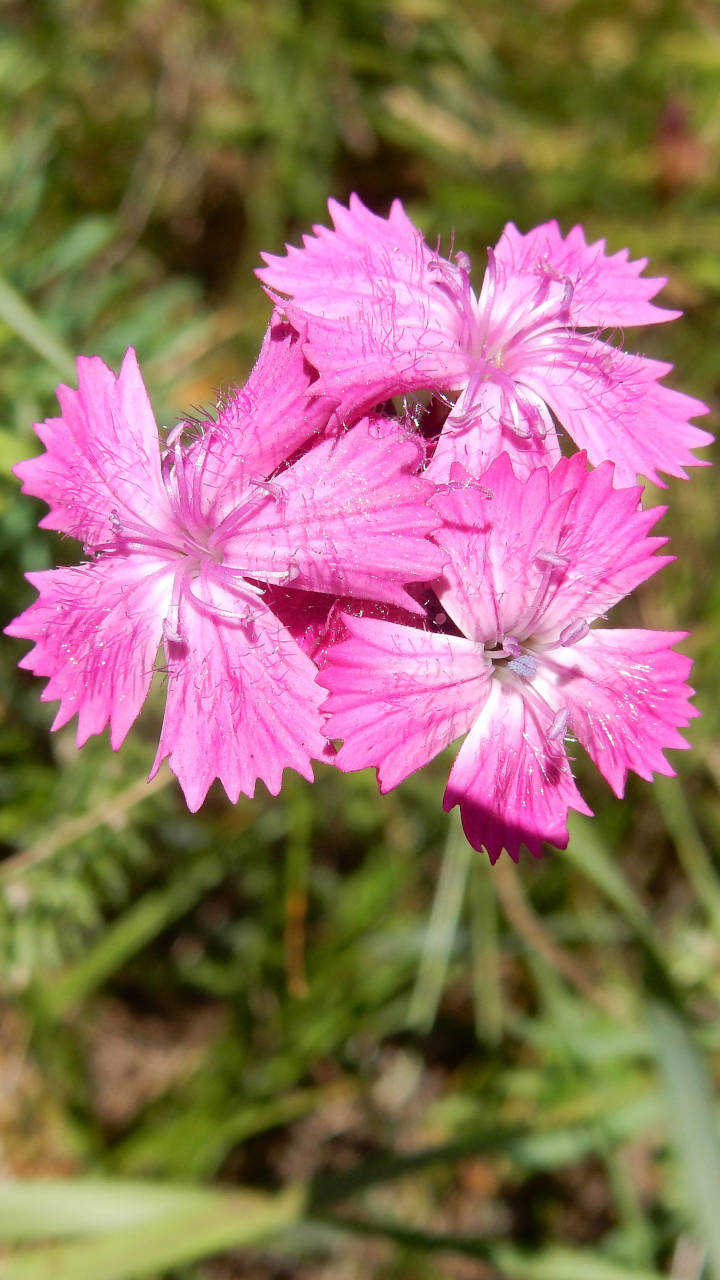 Karthäuser Nelke Smartphone