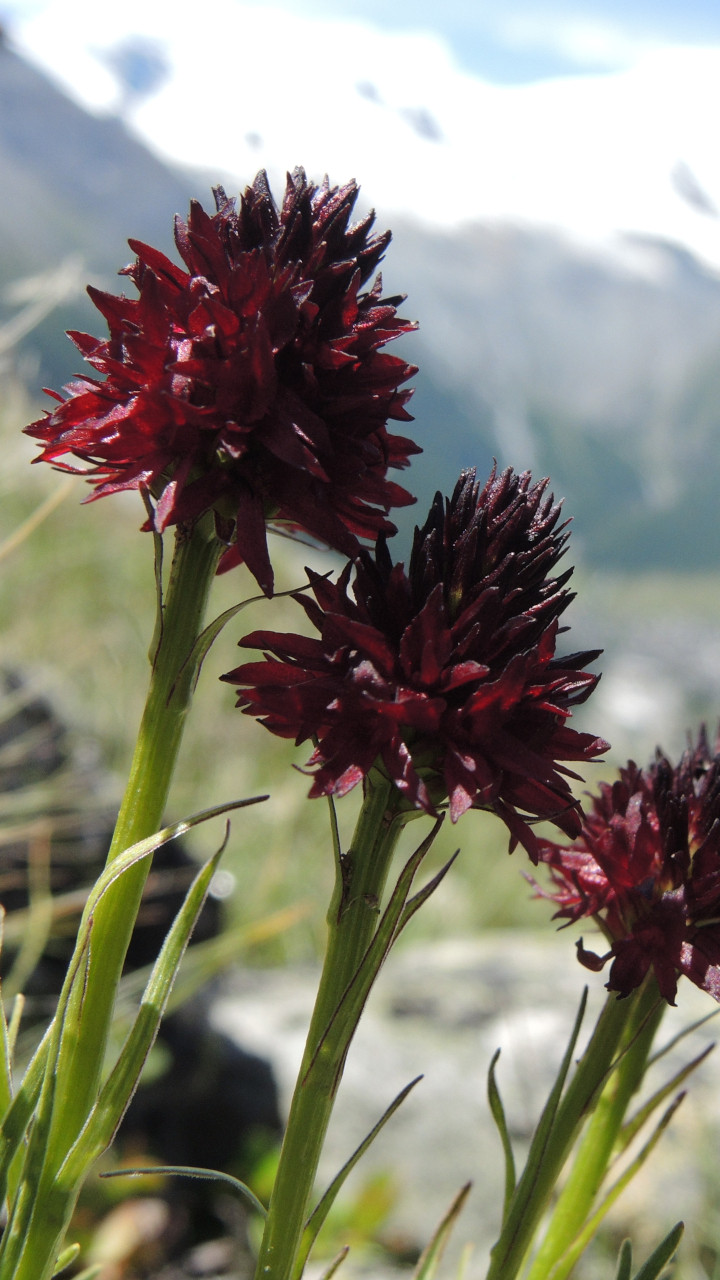 Schwarzes Männertreu Smartphone