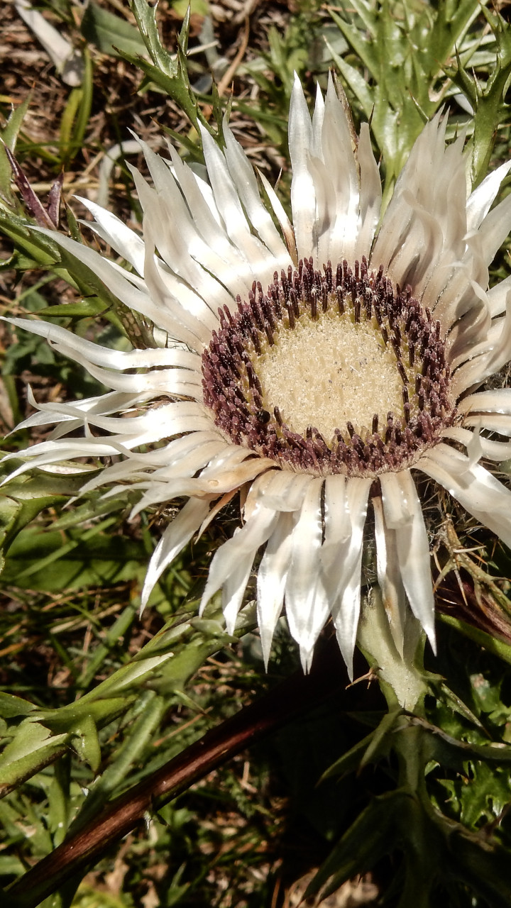 Silberdistel Smartphone