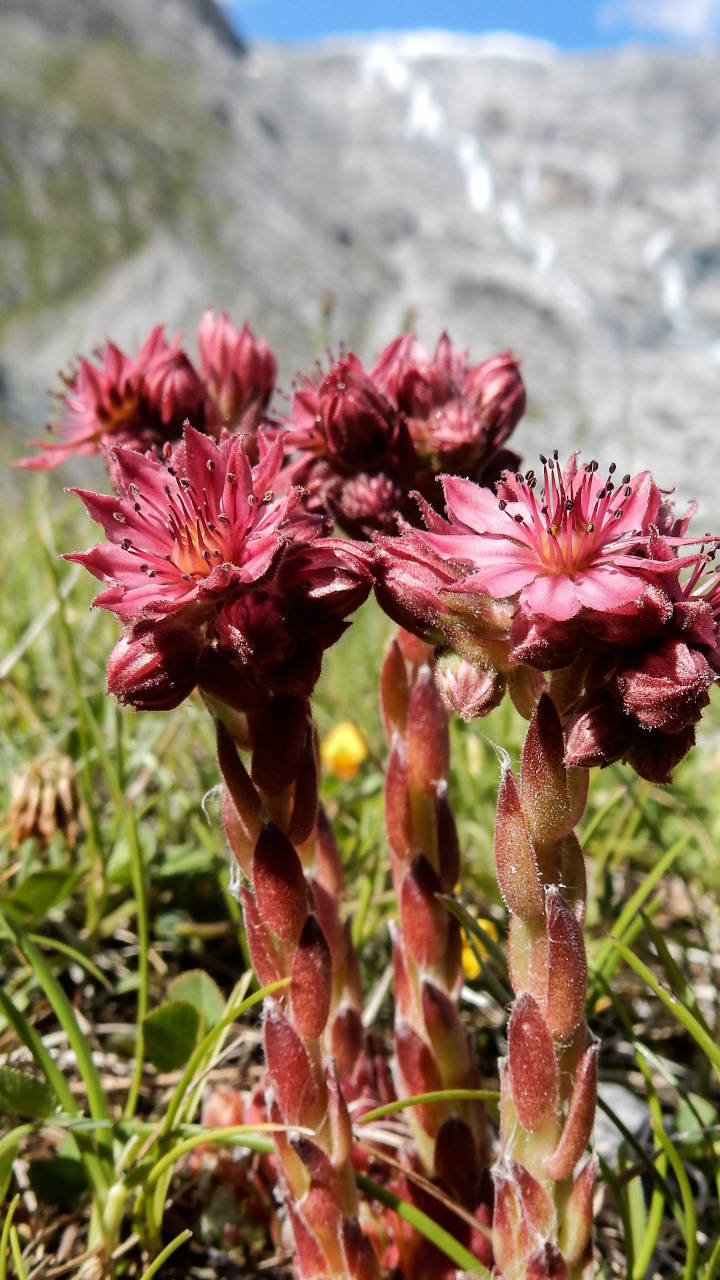 Spinnwebige Hauswurz Smartphone