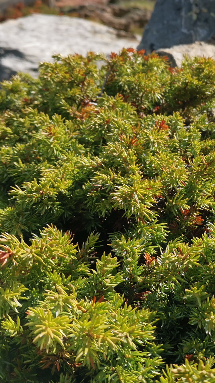 Zwerg Wachholder Smartphone