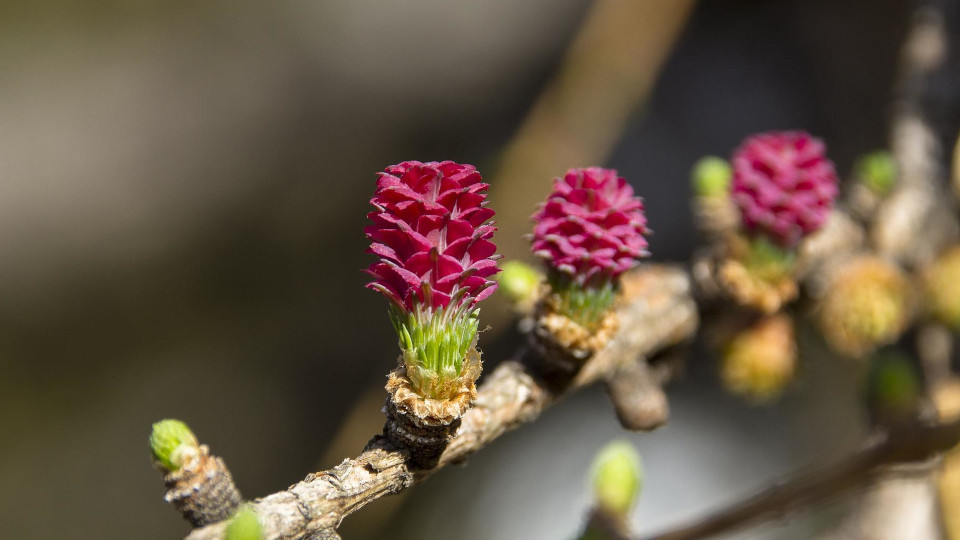 Weibliche_Laerchenbluete